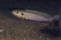 Perissodus microlepis Rutunga