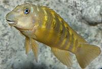 Eretmodus sp. 'full bar', Utinta Bay
