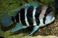 Cyphotilapia frontosa