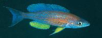 Cyprichromis pavo, Samazi