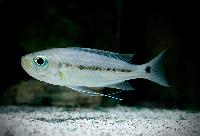 Haploxtaxodon microlepis