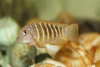 Eretmodus marksmithi