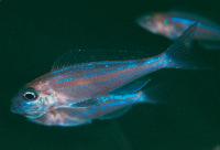 Microdontochromis rotundiventralis, Chimba