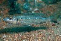 Perissodus microlepis, Kapemba