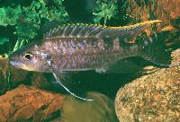 Plecodus multidentatus, Mpulungu