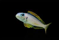 Xenotilapia flavipinnis, Kasanga