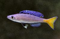 Cyprichromis leptosoma, Chituta