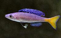 Cyprichromis leptosoma, Chituta