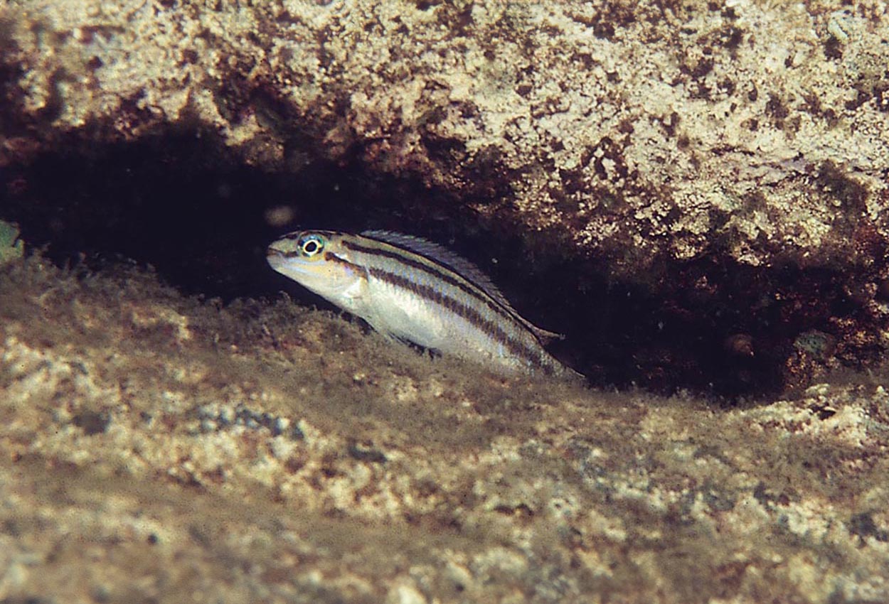 Telmatochromis bifrenatus, Kavalla
