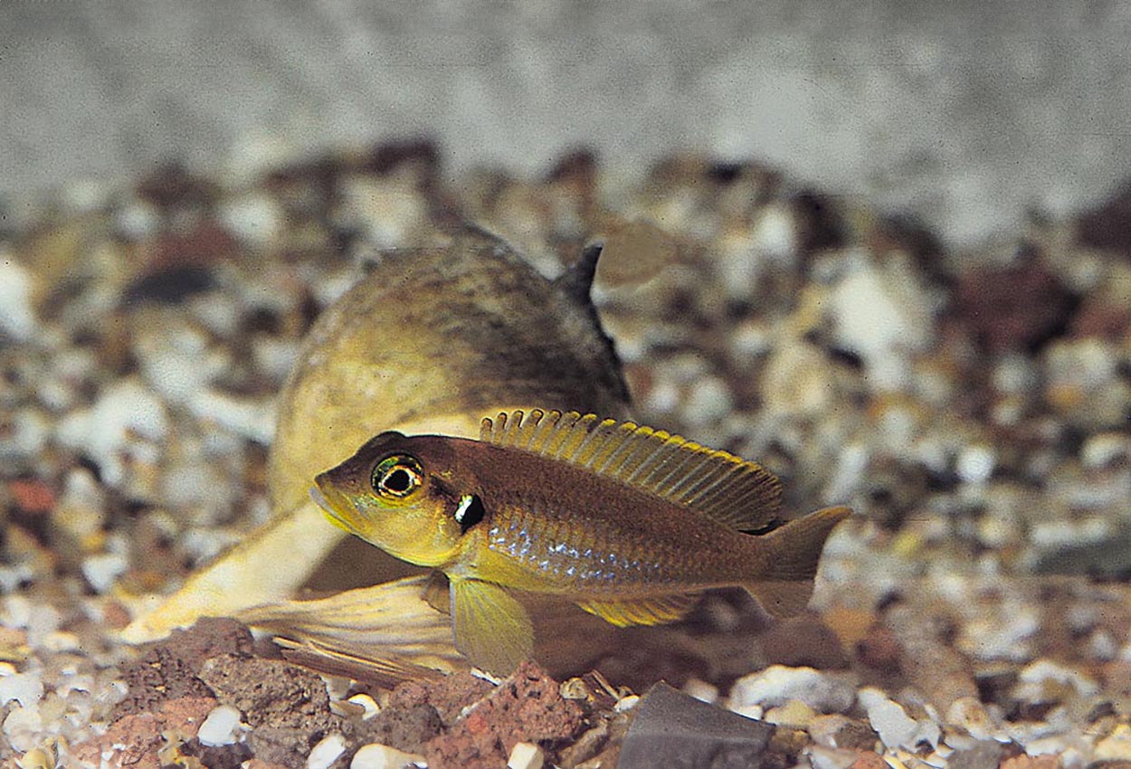 Lamprologus ocellatus, Nkamba Bay