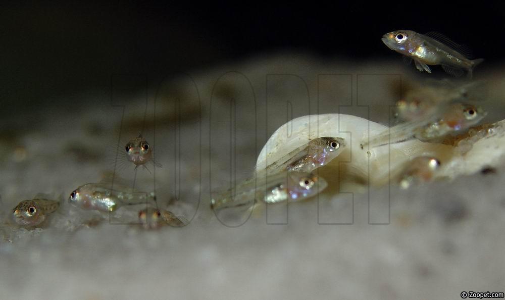 Lepidiolamprologus sp. "meeli"