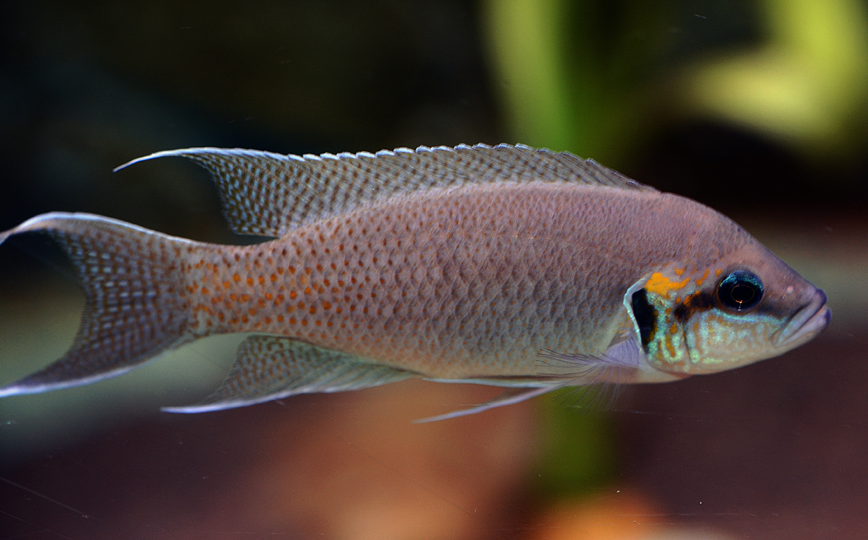 Neolamprologus brichardi