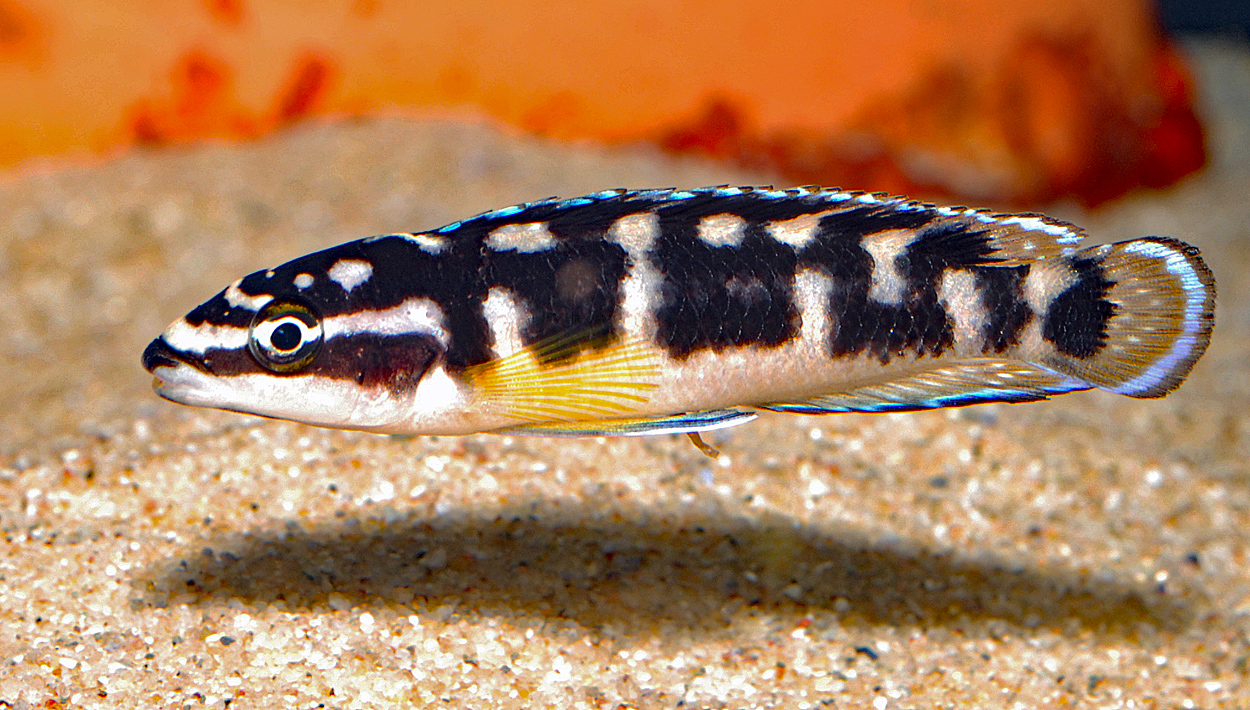 Julidochromis sp. 'Kissi'