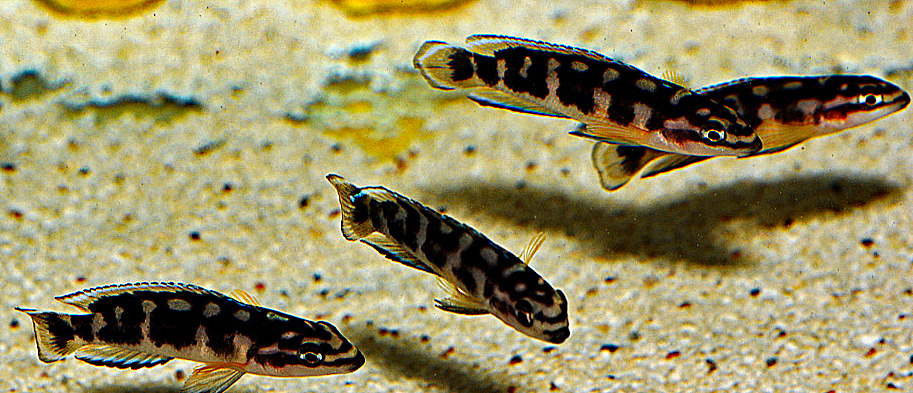 Julidochromis sp. 'Kissi'