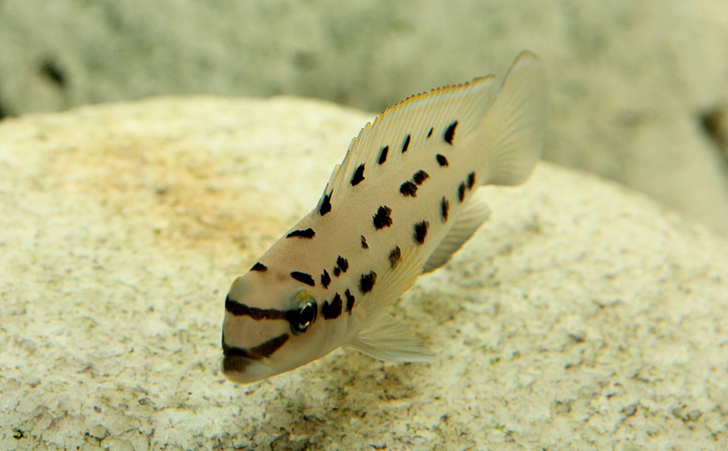Chalinochromis sp. 'ndobnoi'