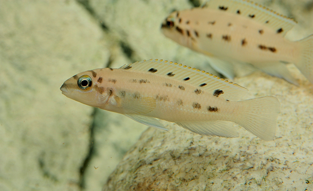 Chalinochromis sp. 'ndobnoi'