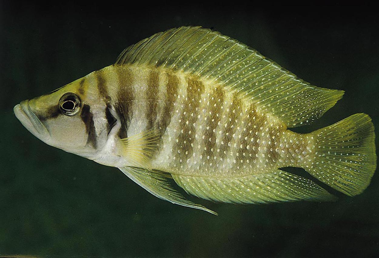 Altolamprologus calvus , Nkamba Bay