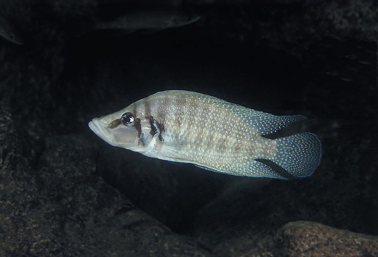 Altolamprologus calvus, Cape Chaitica