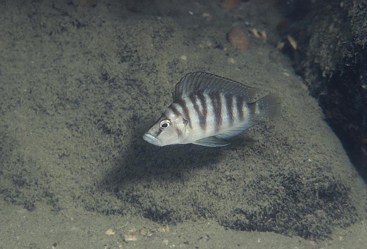 Altolamprologus sp. 'compressiceps shell'