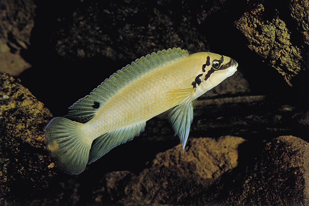 Chalinochromis brichardi, Magara