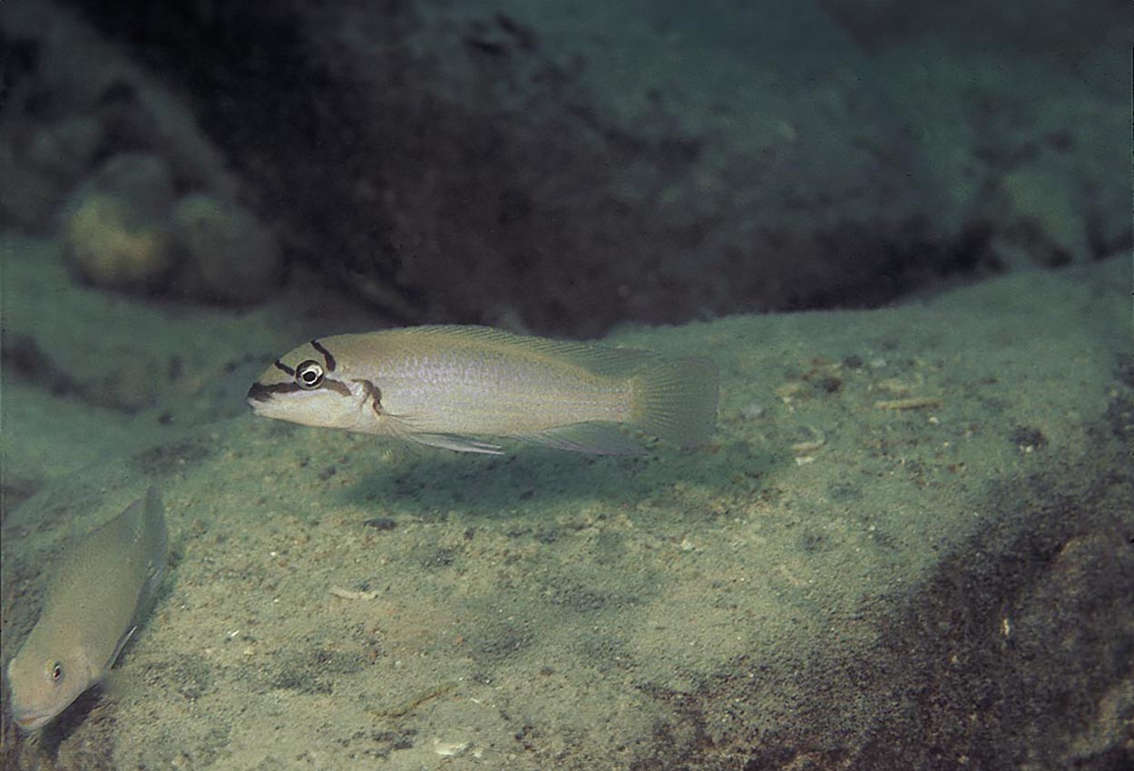 Chalinochromis brichardi, Chisanse