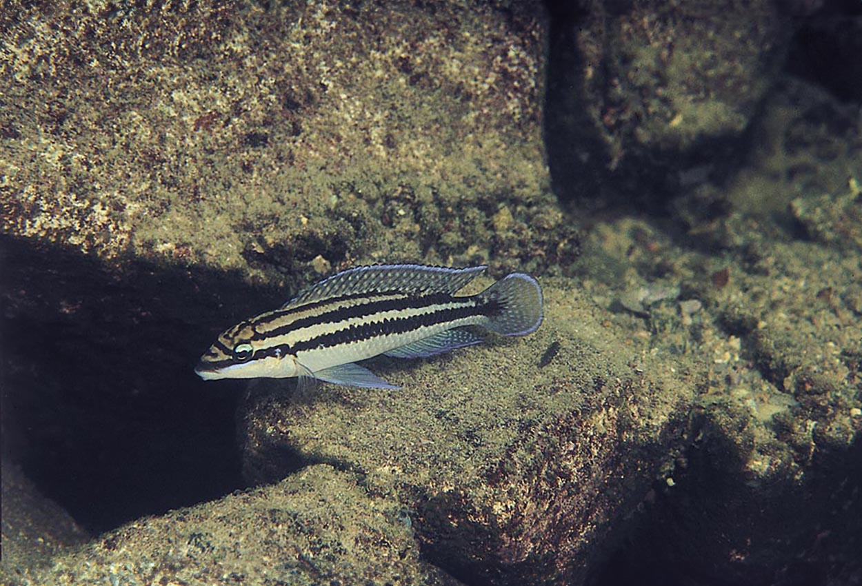 Julidochromis dickfeldi, Moliro