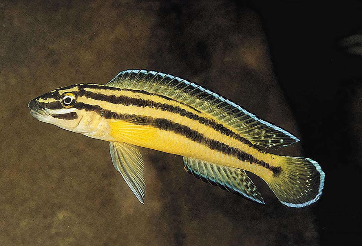 Julidochromis marksmithi