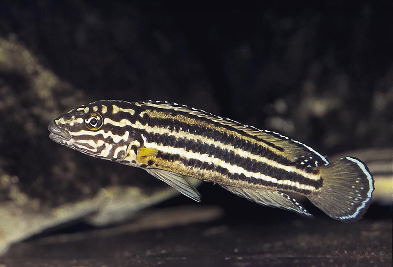 Julidochromis regani, Cameron Bay