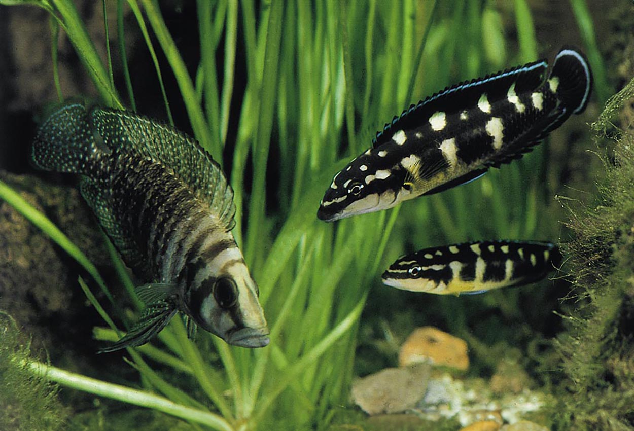 Julidochromis transcriptus, Uvira