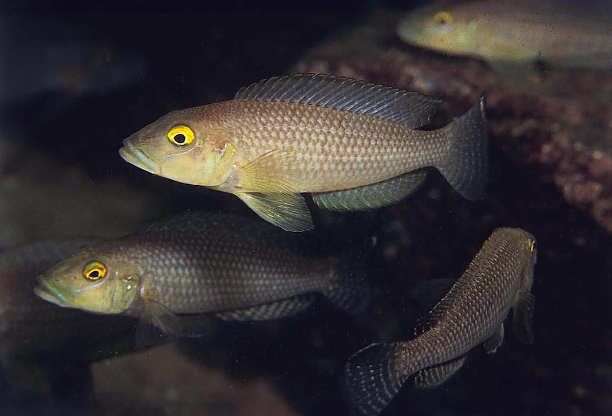 Lamprologus callipterus, Msalaba
