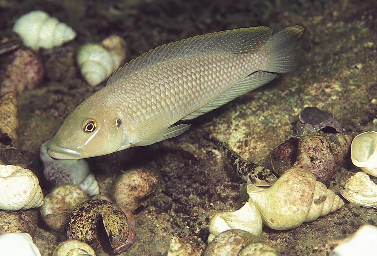 Lamprologus callipterus, Kipili (par)