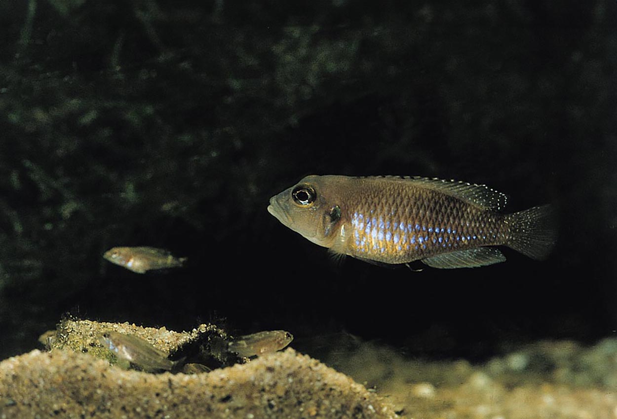 Gul ocellatus, rød ocellatus