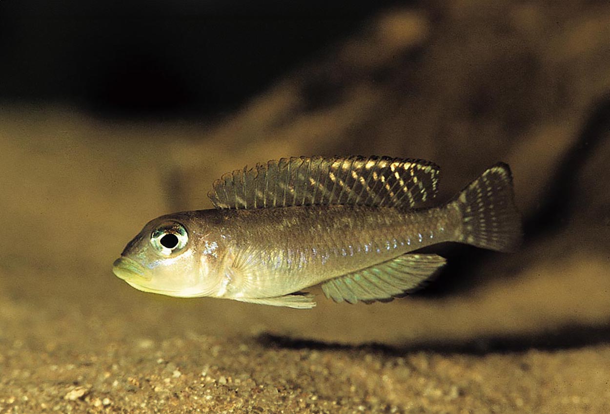 Lamprologus sp. "ornatipinnis zambia"