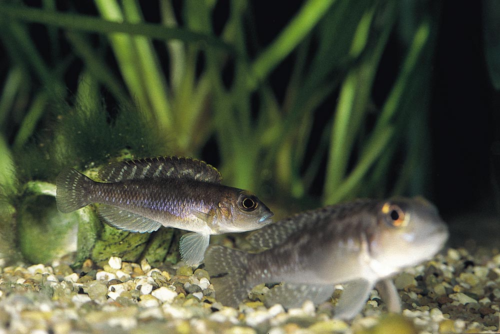 Lamprologus sp. "ornatipinnis zambia"