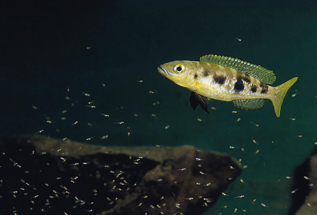 Lepidiolamprologus attenuatus, Cameron Bay (hona)