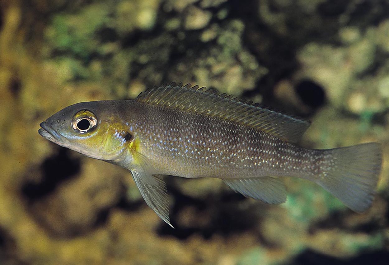 Lepidiolamprologus  cunningtoni, Kigoma