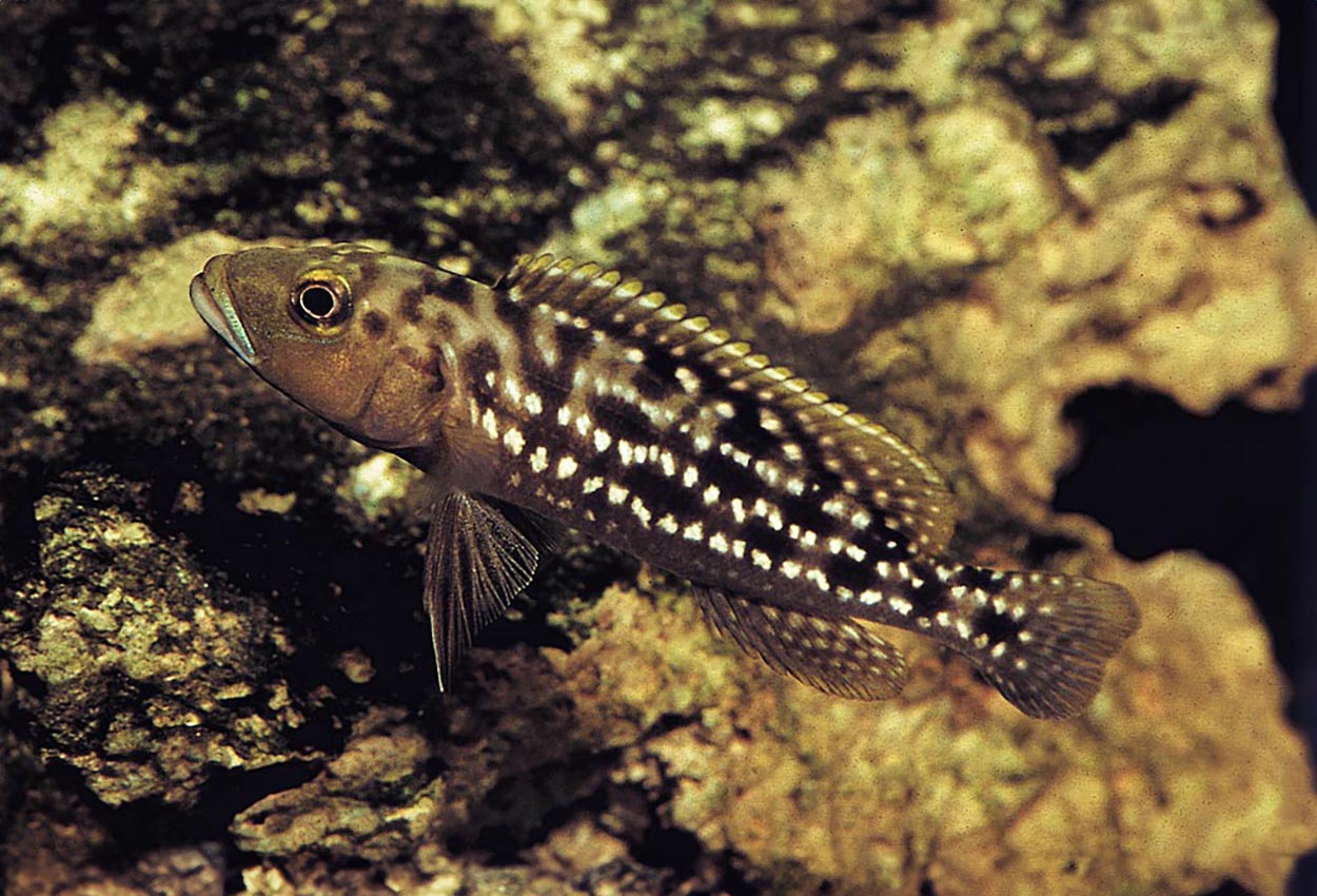 Lepidiolamprologus elongatus, Magara