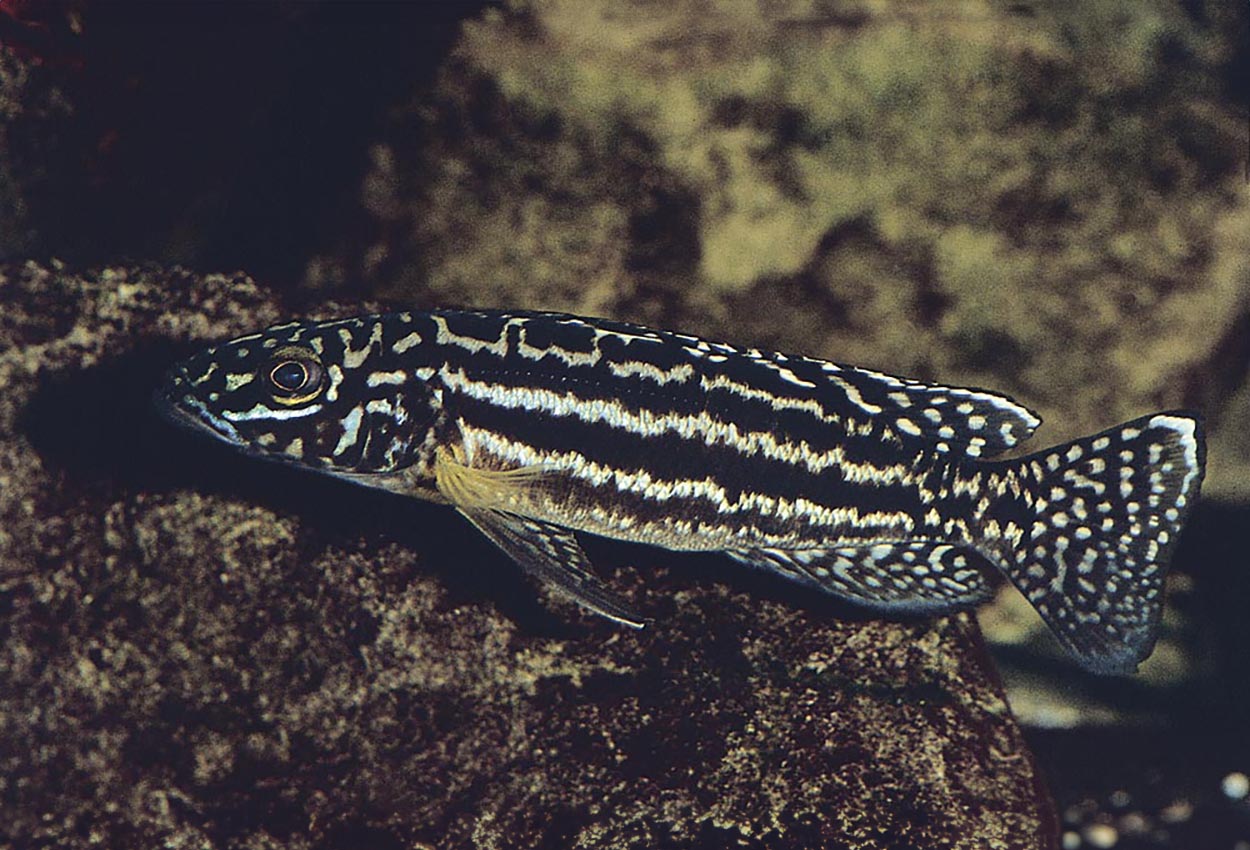 Lepidiolamprologus kendalli, Zambia
