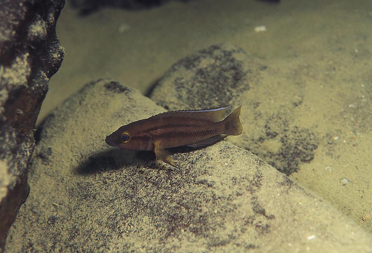 Neolamprologus bifasciatus, Samazi