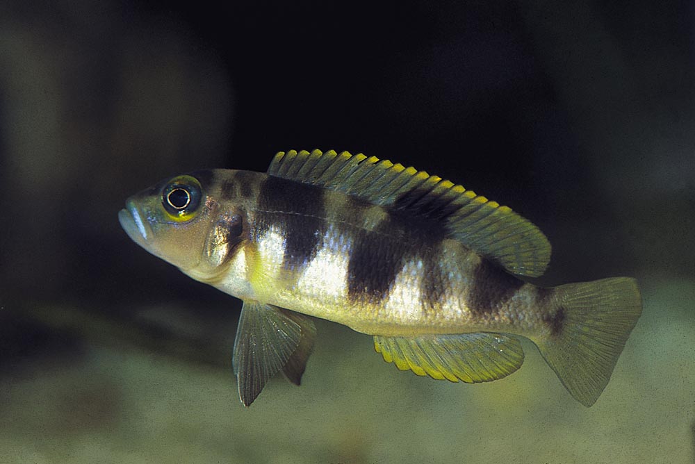 Lepidiolamprologus boulengeri, Kigoma