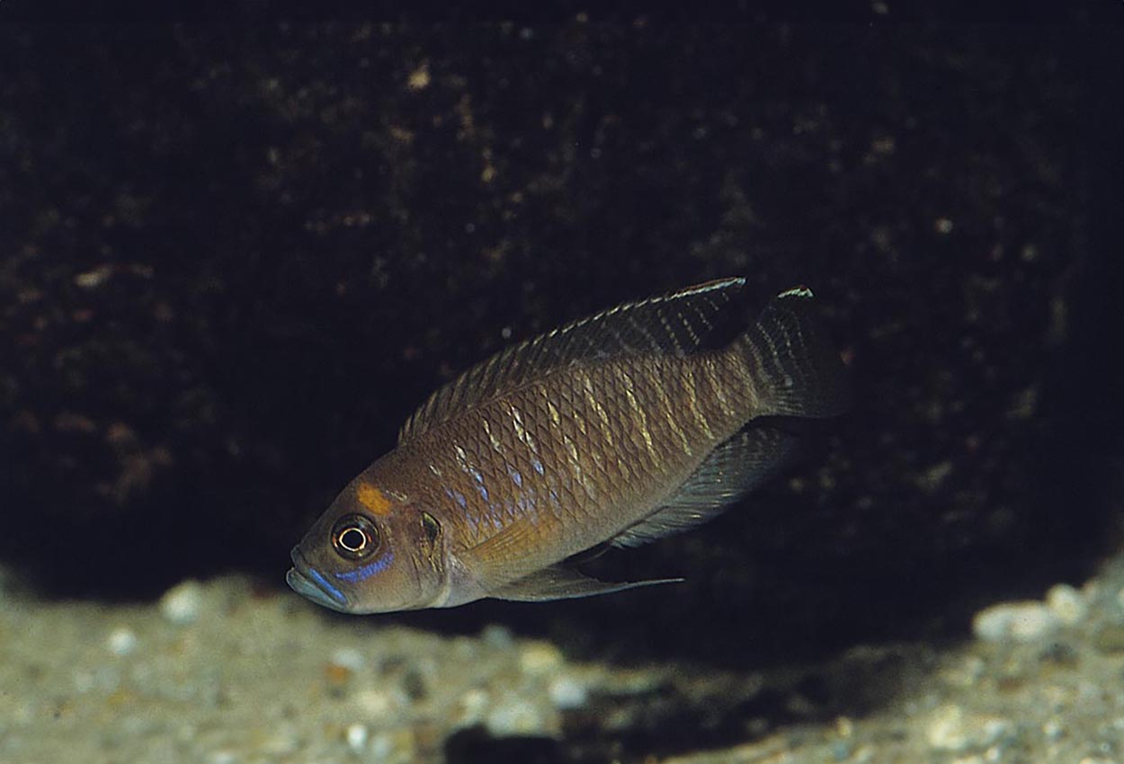 Kigoma brev