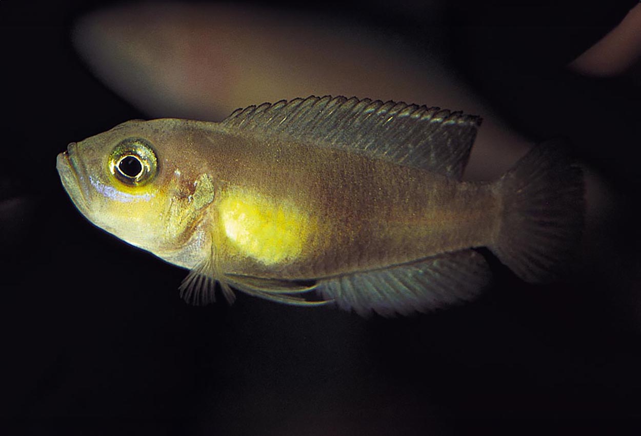 Lamprologus brevis, "Kapampa"