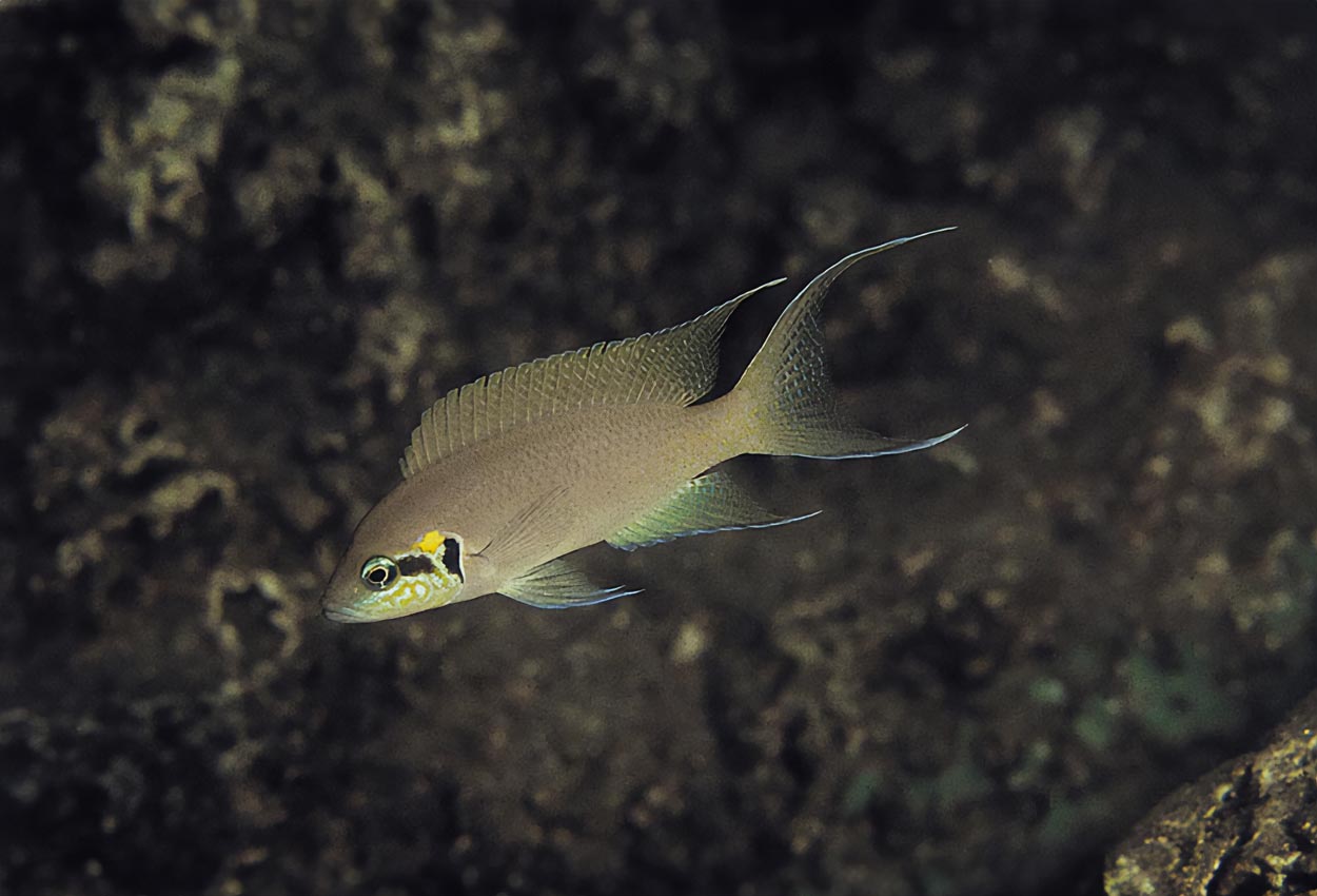 Neolamprologus brichardi, Rutunga