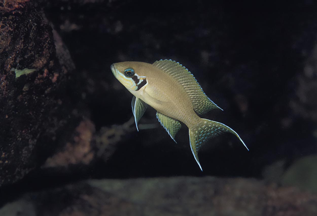 Neolamprologus brichardi, Malasa