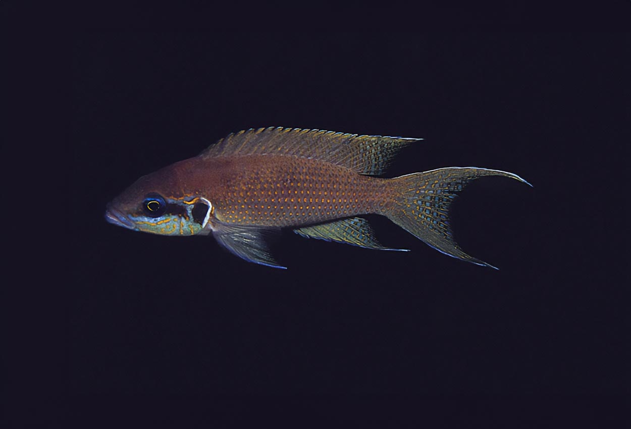 Neolamprologus brichardi, Fulwe