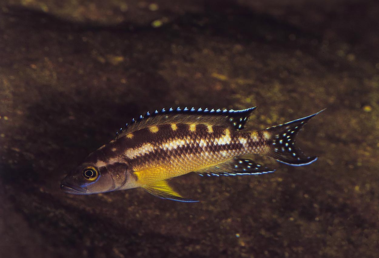 Neolamprologus buescheri, Kamakonde
