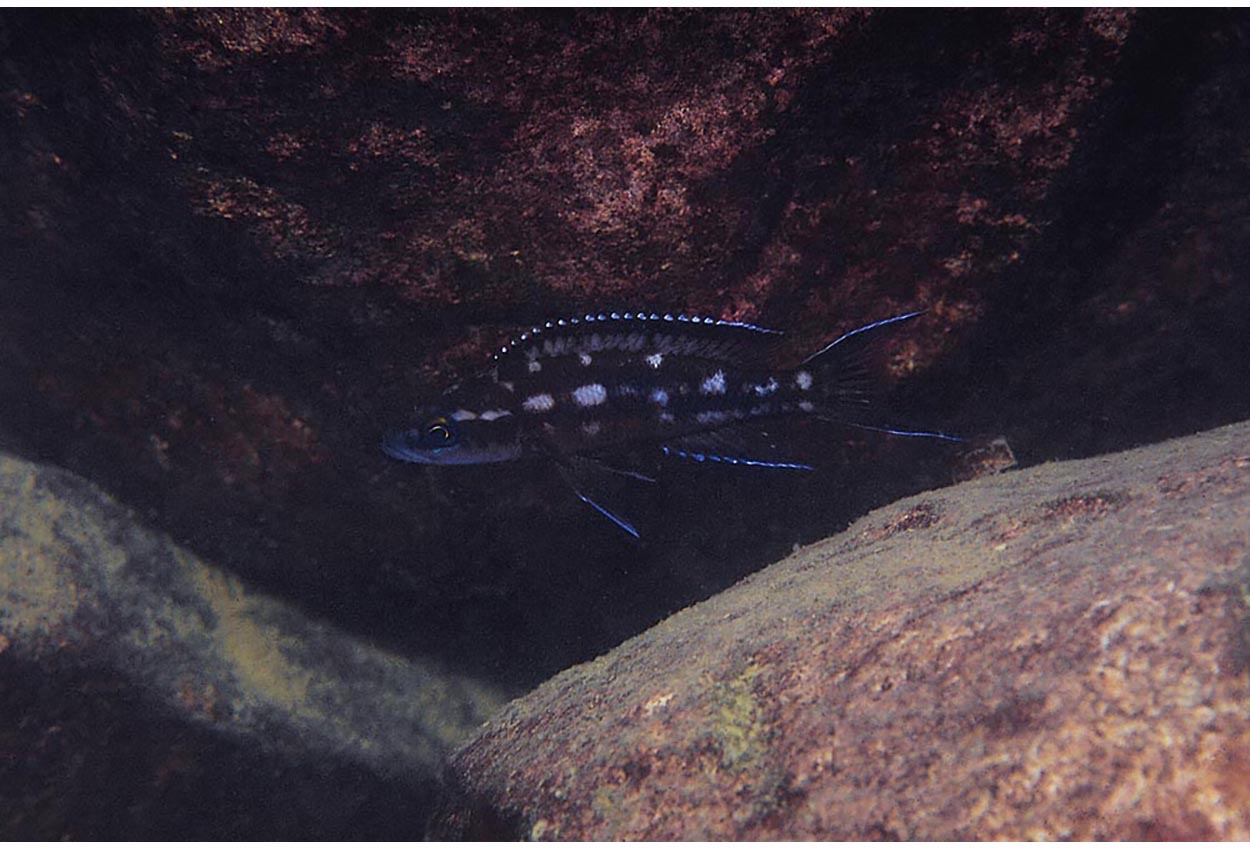Neolamprologus buescheri, Chituta