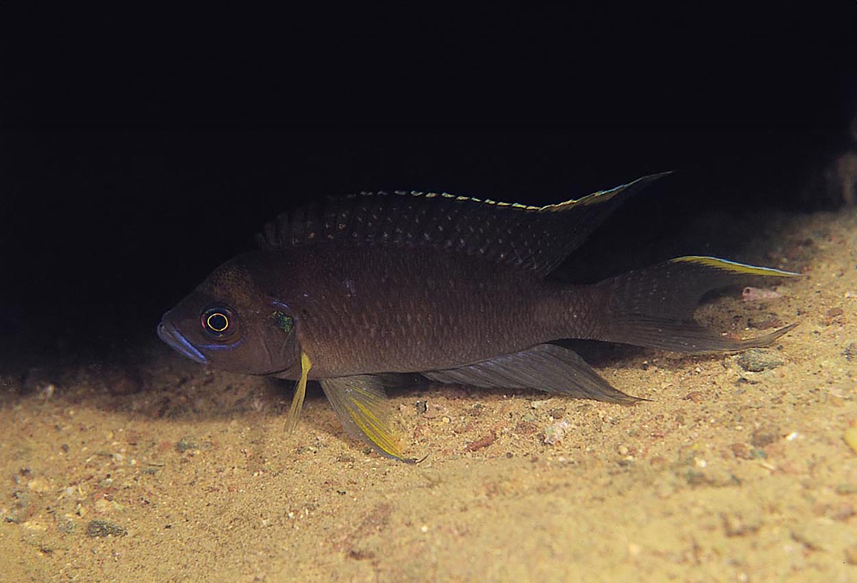 Neolamprologus calliurus, Kasanaga