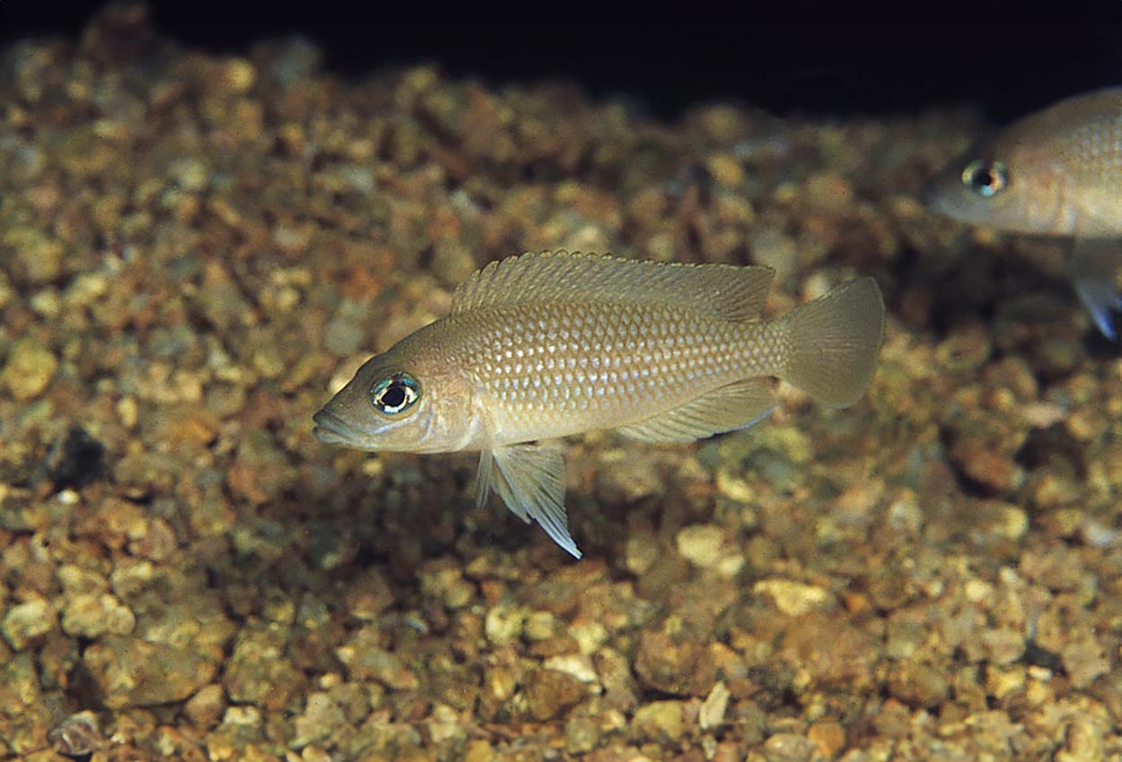 Lamprologus sp. 'caudopunctatus kipili', Hinde Bay