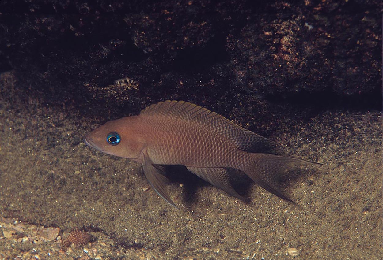 Neolamprologus falcicula, Magara